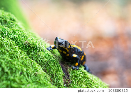 Spotted adult fire salamander in orange leaves Spotted adult fire salamander in orange leaves 108800815