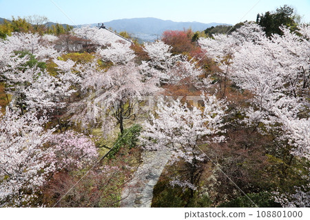 Cherry blossoms in the garden of Shogunzuka Seiryuden Cherry blossoms in the garden of Shogunzuka Seiryuden 108801000