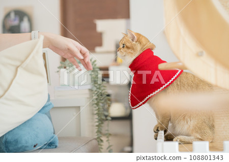 asian woman play with her british cat during derorate christmas and new year in living room 108801343
