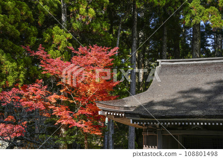 秋天的高野山、祭壇上伽藍、孔雀堂、楓樹 108801498