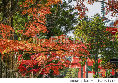日本的秋葉（高野山團上伽藍） 108801548