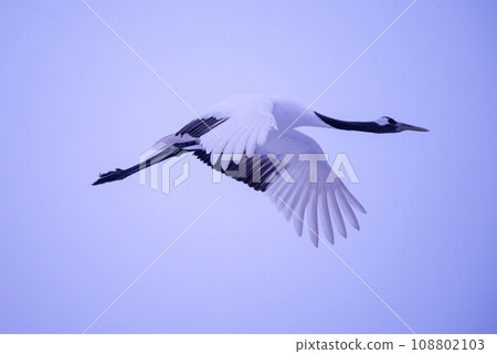 優雅的鳥鶴 108802103