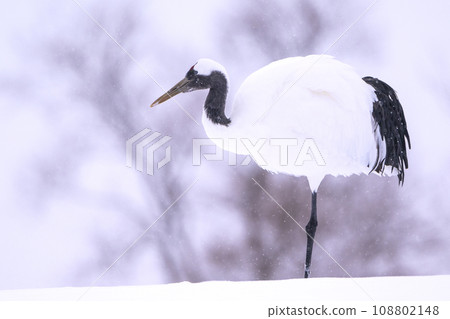 elegant bird crane elegant bird crane 108802148