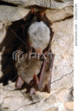 Hanging bats in a cave 108802290
