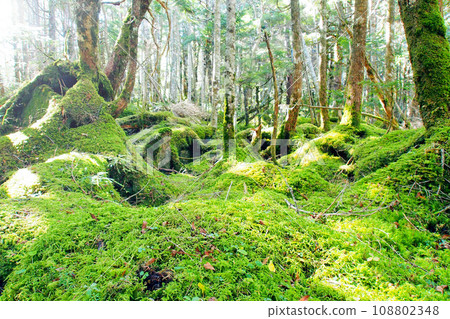 苔蘚覆蓋的岩石原始森林（長野縣沙科馬池） 108802348