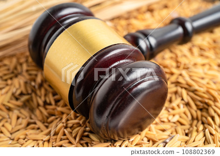 Judge gavel hammer with good grain rice from agriculture farm. Law and justice court concept. Judge gavel hammer with good grain rice from agriculture farm. Law and justice court concept. 108802369