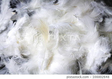 Natural white feather pattern background texture 108802648