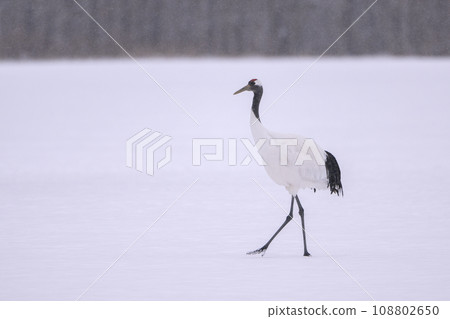 elegant bird crane 108802650