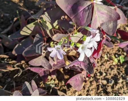 Oxalis triangularis flowers with small white flowers and purple triangular leaves blooming in the autumn garden 108802829