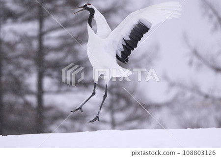 elegant bird crane elegant bird crane 108803126