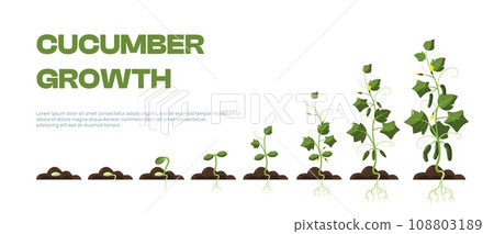 Cucumber plant. Organic farming of organic cuke plants, agriculture of cucumber crop with roots and leaves, ripening fruit. Vector isolated set Cucumber plant. Organic farming of organic cuke plants, agriculture of cucumber crop with roots and leaves, ripening fruit. Vector isolated set 108803189
