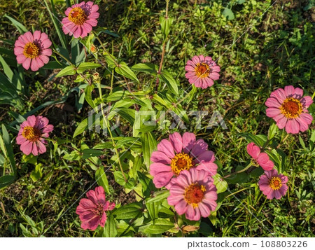 Pink zinnia flowers blooming in the autumn garden Pink zinnia flowers blooming in the autumn garden 108803226