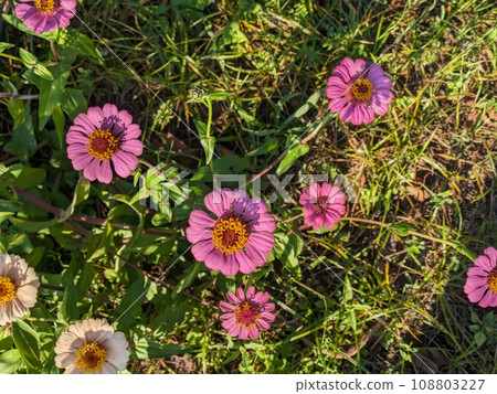 Pink zinnia flowers blooming in the autumn garden Pink zinnia flowers blooming in the autumn garden 108803227