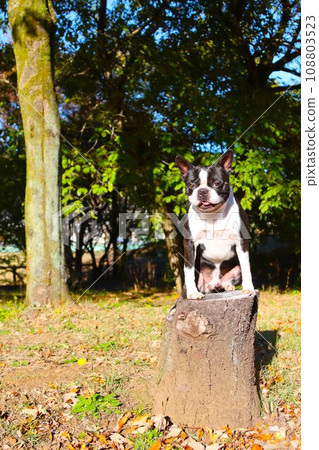 Mighty, a Boston terrier, stands on a stump and looks cutely at the outer perimeter of Moroyama Town General Park ♡ Mighty, a Boston terrier, stands on a stump and looks cutely at the outer perimeter of Moroyama Town General Park ♡ 108803523