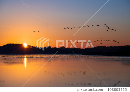 Izunuma in winter and white-fronted goose taking flight (side) ① 108803553