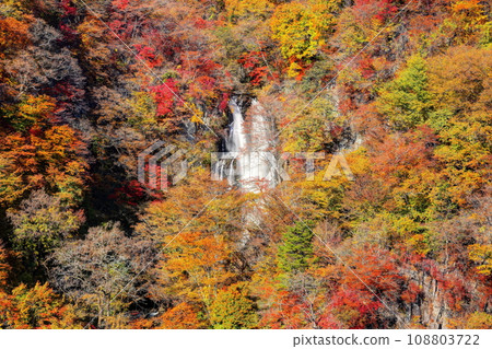 秋天的薄霧落下 108803722