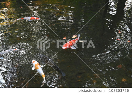 Carp swimming leisurely Carp swimming leisurely 108803726