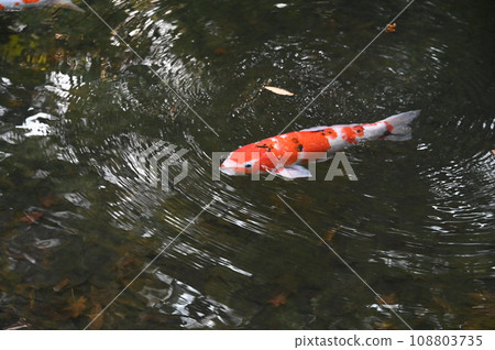 Water ripples and scarlet carp 108803735