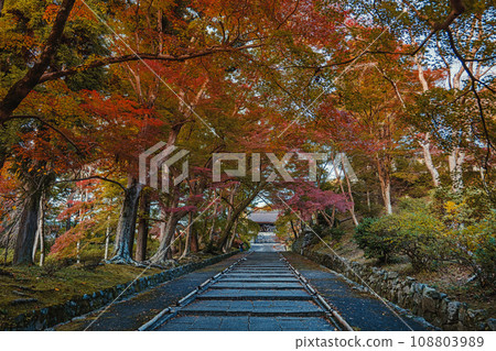 Autumn scenery of the approach to Bishamondo temple in Kyoto Autumn scenery of the approach to Bishamondo temple in Kyoto 108803989