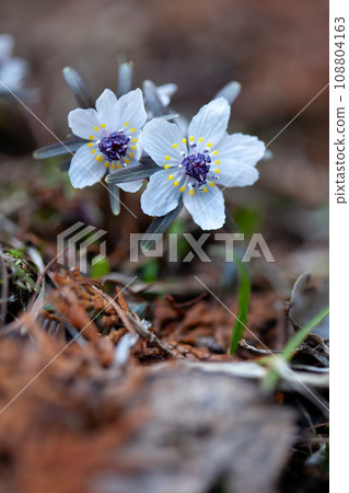 節分莊的早春花(2月)2 節分莊的早春花(2月)2 108804163