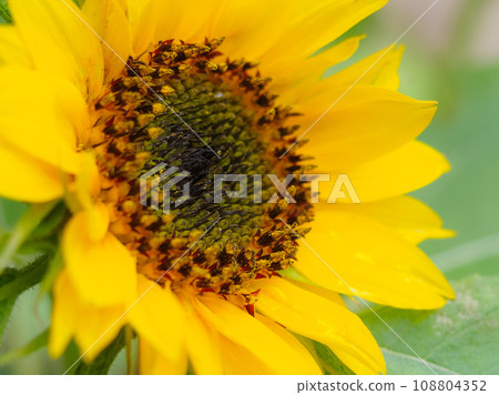 half macro of small sunflower 108804352