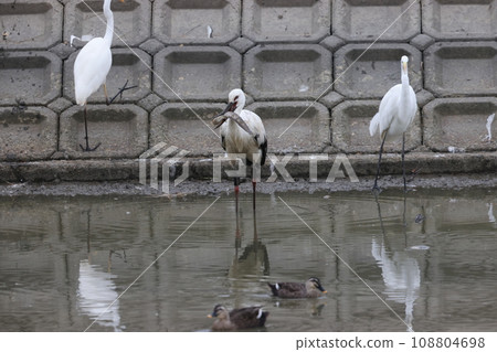 Stork 2023 Stork 2023 108804698