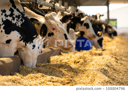 Herd of cows on a dairy farm Herd of cows on a dairy farm 108804796