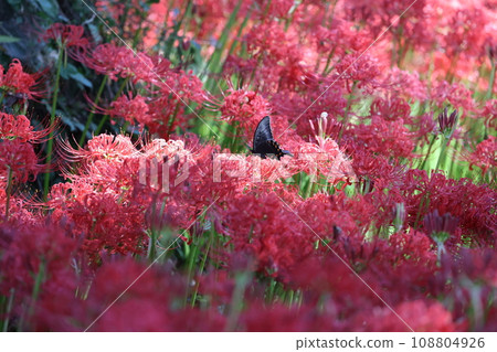 Higanbana 2023 108804926