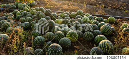A pile of watermelons in the field at sunset. 108805134