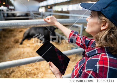 Woman farmer with tablet at a dairy farm. Herd management Woman farmer with tablet at a dairy farm. Herd management 108805153