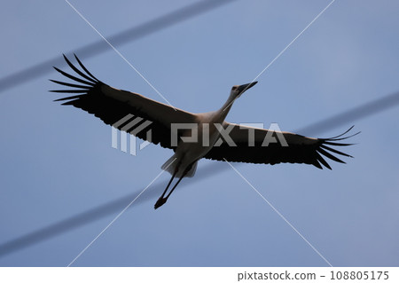 Stork 2023 108805175