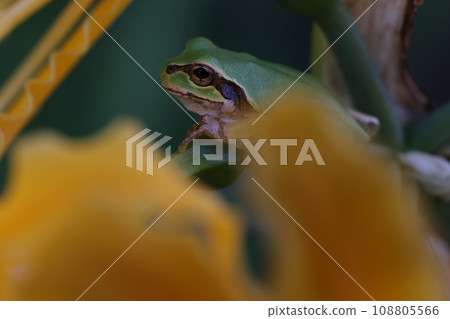 Frog and spider lily 2023 108805566