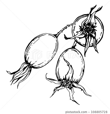 Graphic illustration of rosehip. Vector monochrome clip art of Wild rose. Outline linear hand drawn floral design element. Sketch Dog-rose, briar, brier, eglantine, canker-rose berries for logo, print Graphic illustration of rosehip. Vector monochrome clip art of Wild rose. Outline linear hand drawn floral design element. Sketch Dog-rose, briar, brier, eglantine, canker-rose berries for logo, print 108805728
