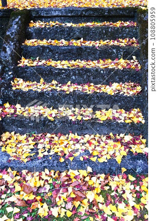 Stairs of colored dead leaves Stairs of colored dead leaves 108805959