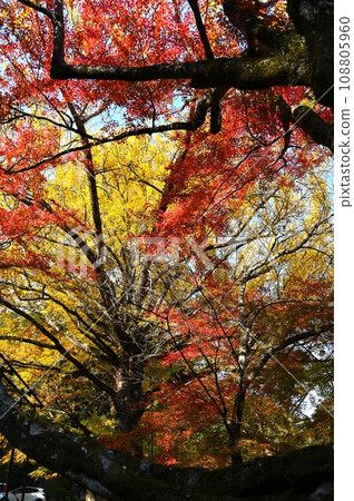 Autumn maple and ginkgo trees 108805960