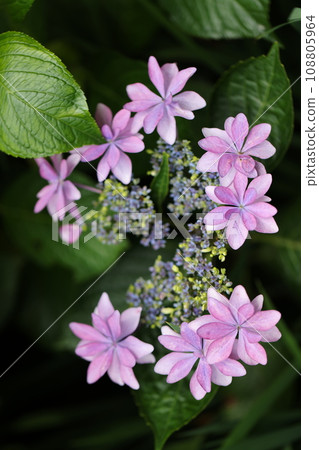 Hydrangea 2023 108805964