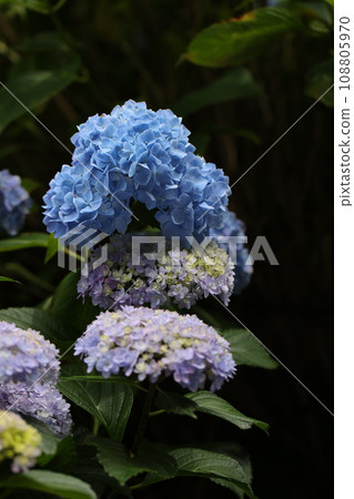 Hydrangea 2023 Hydrangea 2023 108805970
