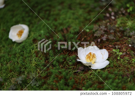 Sara's Flower 2023 Sara's Flower 2023 108805972