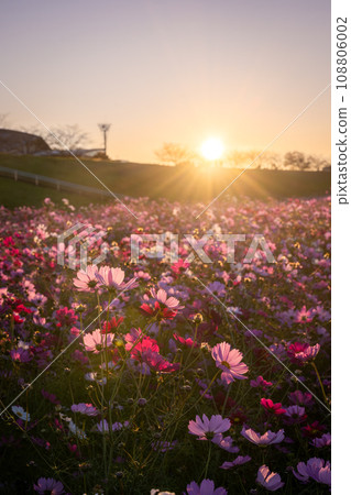 Sunrise over Fukiage cosmos field 108806002
