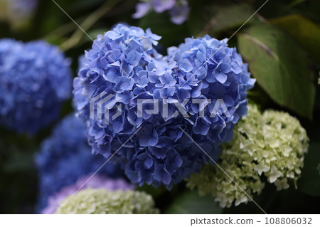 Hydrangea 2023 108806032