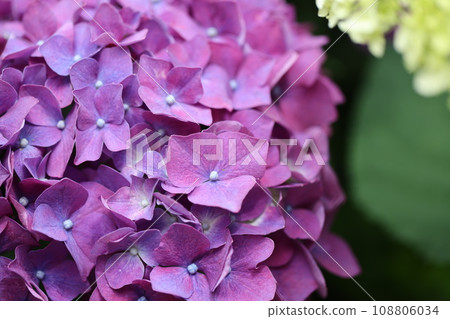 繡球花2023 繡球花2023 108806034