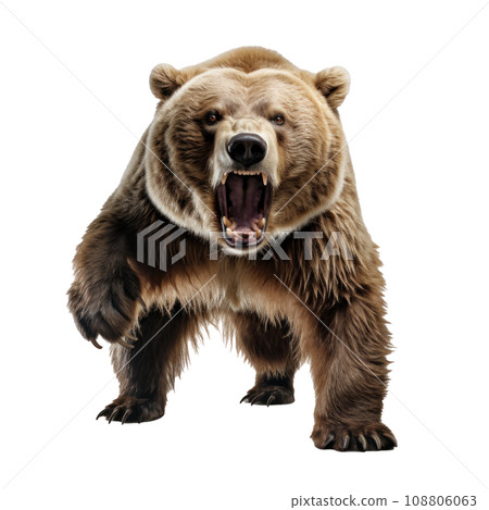 bear standing on its hind legs and growling isolated 108806063