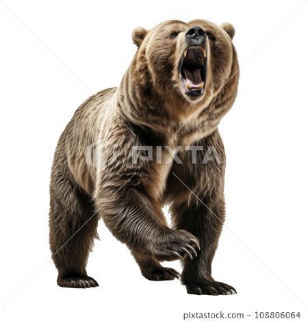 bear standing on its hind legs and growling isolated 108806064