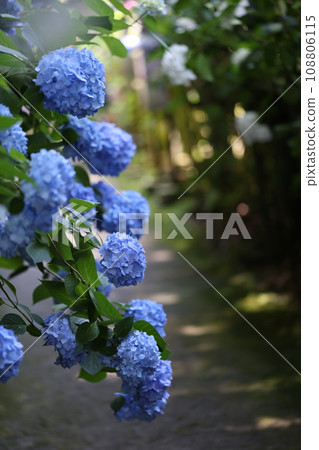 Hydrangea at Kakannonji Temple 2023 Hydrangea at Kakannonji Temple 2023 108806115
