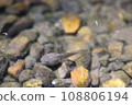 Tadpole at Kakannonji Temple 108806194