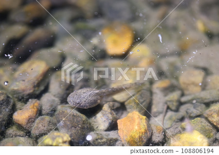 華觀音寺的蝌蚪 108806194