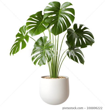 Monstera Plants in modern pot or vase isolated... - Stock Illustration  [108806222] - PIXTA