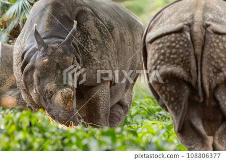 A Majestic Pair of Rhinos Grazing in the Serene Grasslands 108806377