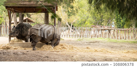 A Majestic Rhinoceros Enjoying a Hay Feast in the Confines of a Zoo A Majestic Rhinoceros Enjoying a Hay Feast in the Confines of a Zoo 108806378