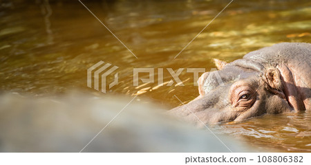 A Graceful Hippopotamus Gliding Through the Shimmering Waters A Graceful Hippopotamus Gliding Through the Shimmering Waters 108806382